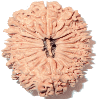 18 mukhi Rudraksha